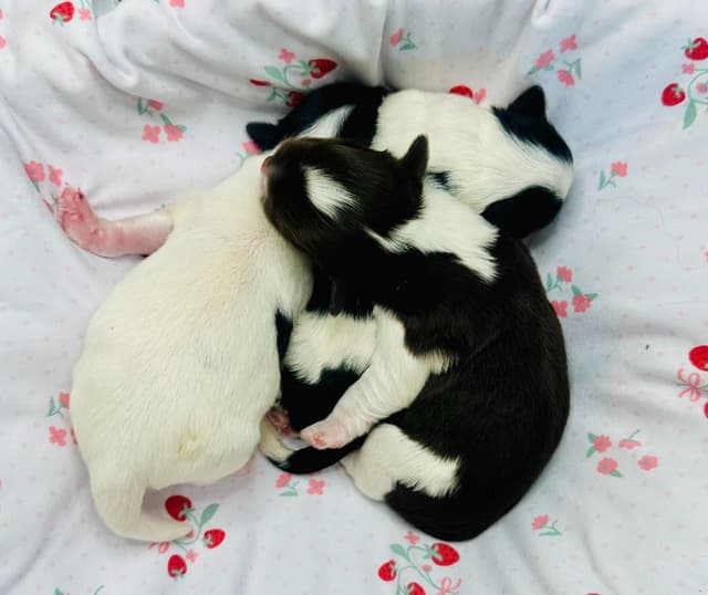 Havanes Puppies, OFA Health Tested, ready to go home July 10th media 11