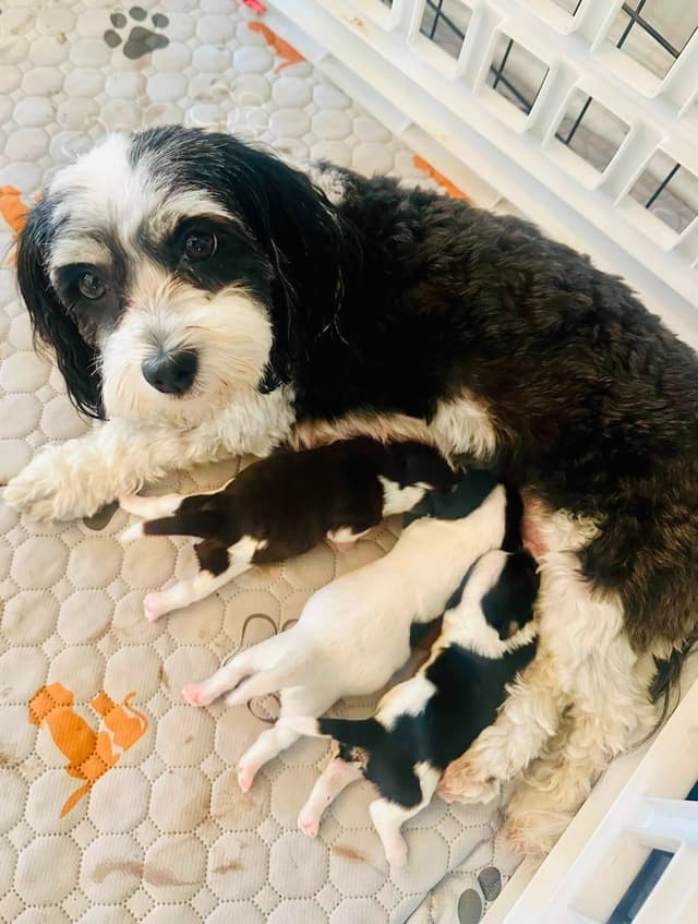 Havanes Puppies, OFA Health Tested, ready to go home July 10th media 3
