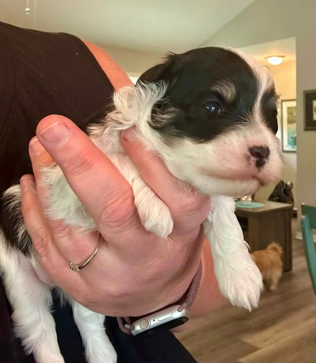Havanes Puppies, OFA Health Tested, ready to go home July 10th media 15