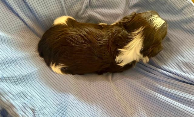 Havanes Puppies, OFA Health Tested, ready to go home July 10th media 16