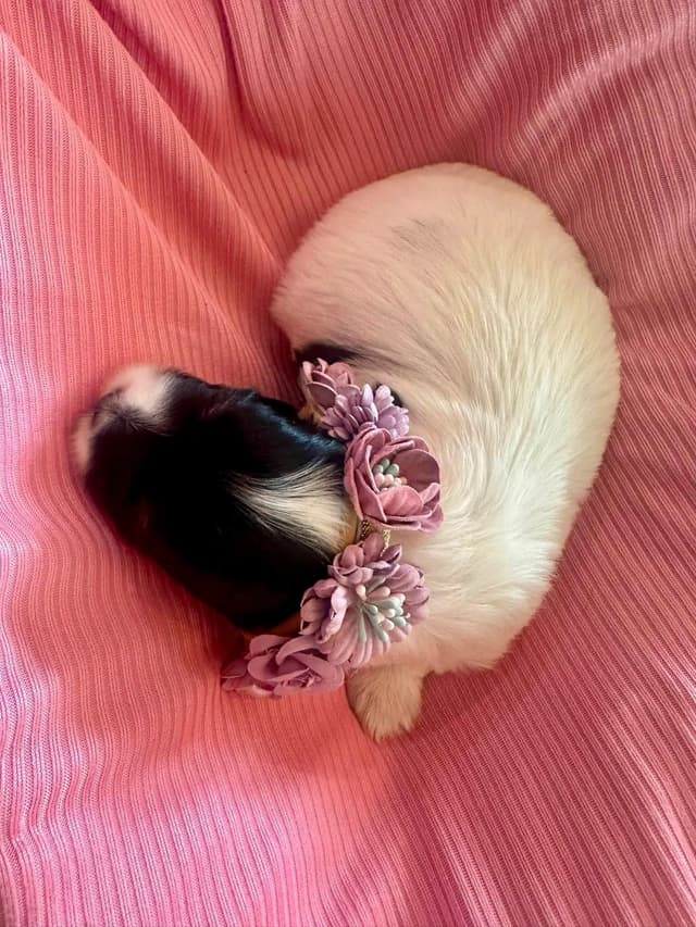 Havanes Puppies, OFA Health Tested, ready to go home July 10th media 17