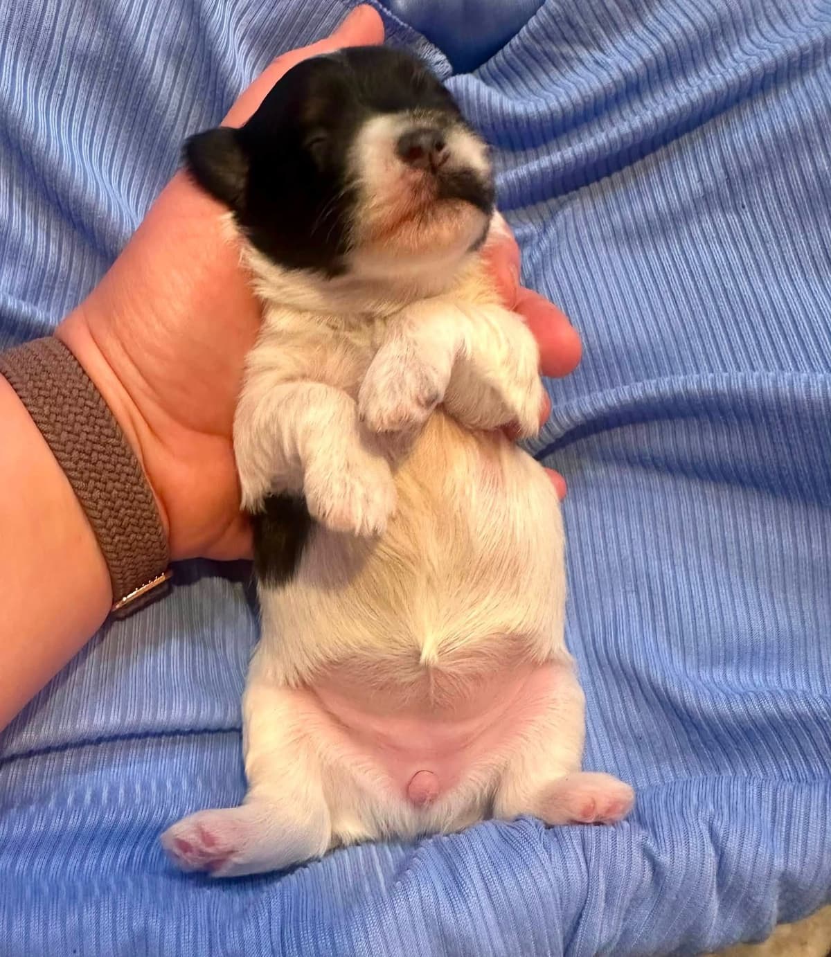 Havanes Puppies, OFA Health Tested, ready to go home July 10th breeder image 16