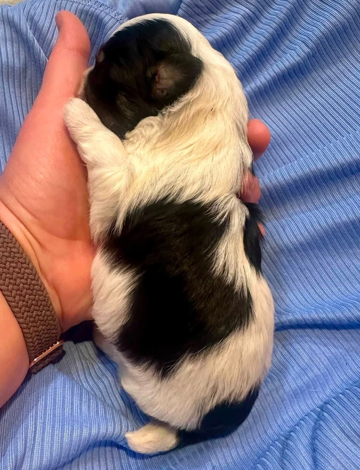 Havanes Puppies, OFA Health Tested, ready to go home July 10th breeder image 17