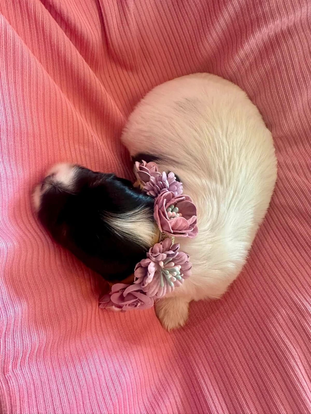 Havanes Puppies, OFA Health Tested, ready to go home July 10th breeder image 19