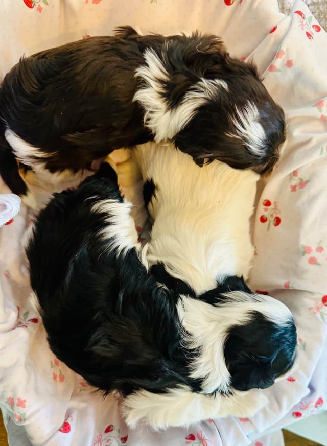 Havanes Puppies, OFA Health Tested, ready to go home July 10th media 19