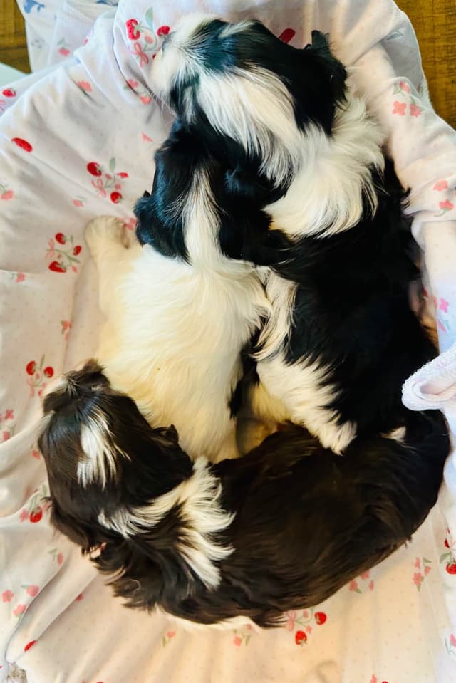 Havanes Puppies, OFA Health Tested, ready to go home July 10th media 2
