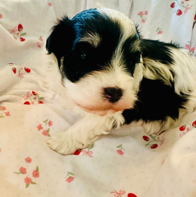 Havanes Puppies, OFA Health Tested, ready to go home July 10th media 21