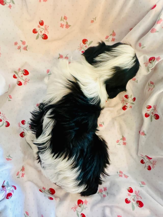 Havanes Puppies, OFA Health Tested, ready to go home July 10th media 22