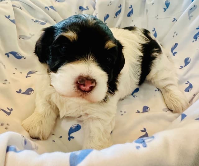 Havanes Puppies, OFA Health Tested, ready to go home July 10th media 23
