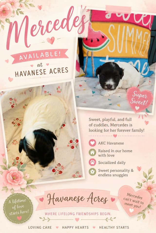 Havanes Puppies, OFA Health Tested, ready to go home July 10th media 7