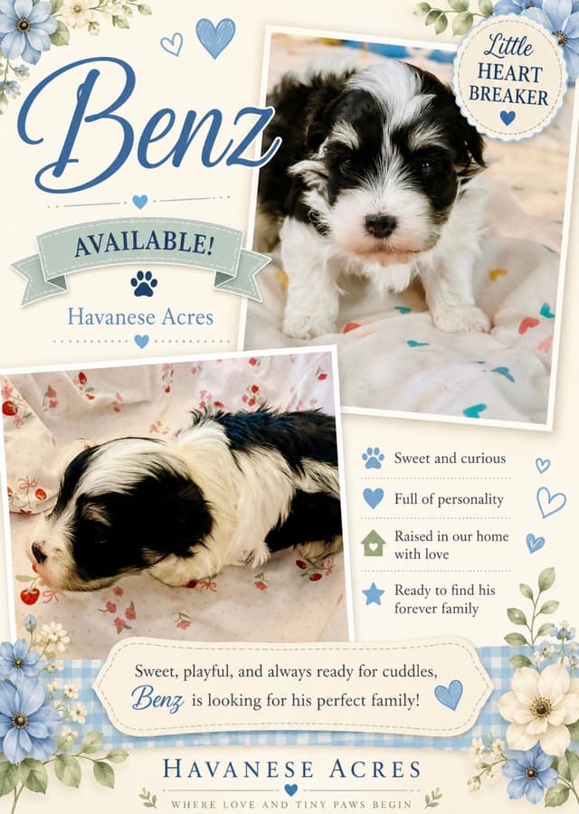 Havanes Puppies, OFA Health Tested, ready to go home July 10th media 5