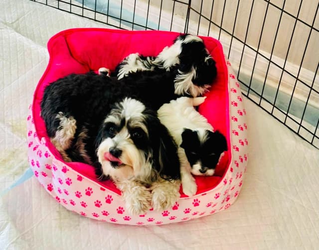 Havanes Puppies, OFA Health Tested, ready to go home July 10th media 25