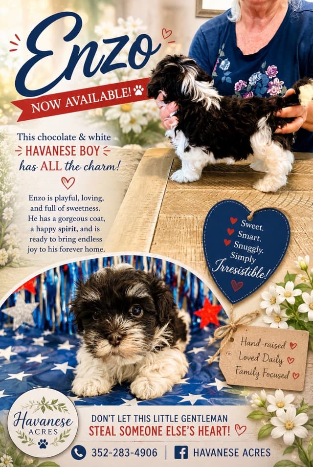 Havanes Puppies, OFA Health Tested, ready to go home July 10th media 27