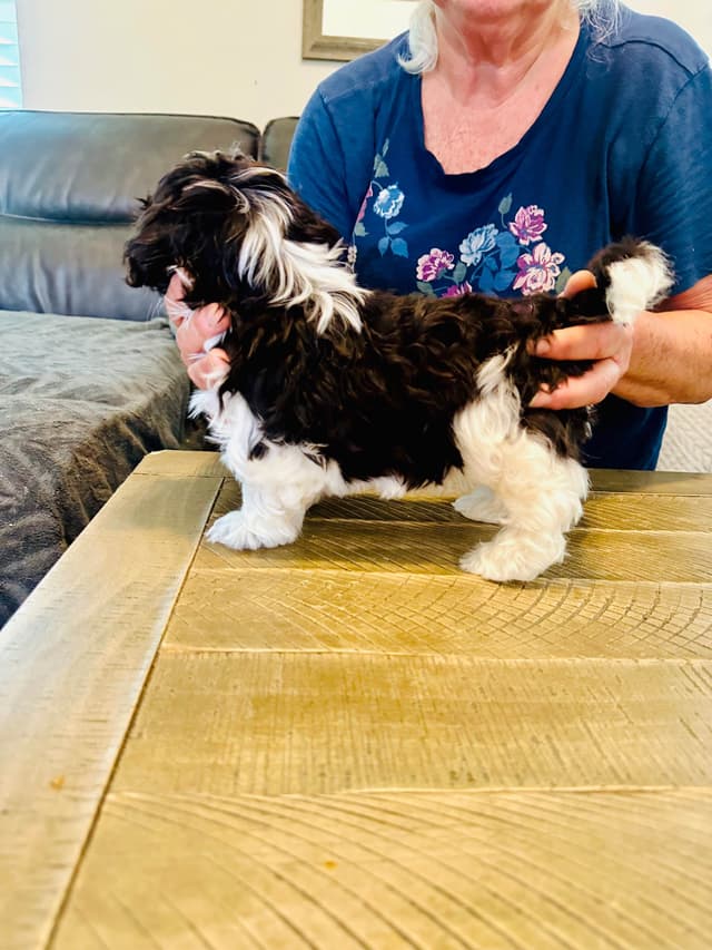 Havanes Puppies, OFA Health Tested, ready to go home July 10th media 28