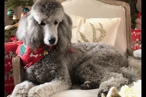 Poodle Puppies breeder image 1