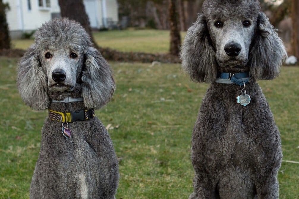 Poodle Puppies breeder image 2