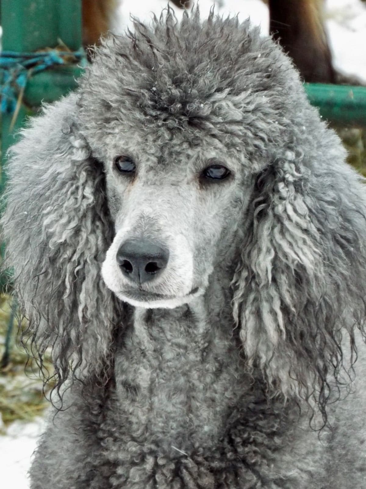 Poodle Puppies breeder image 3