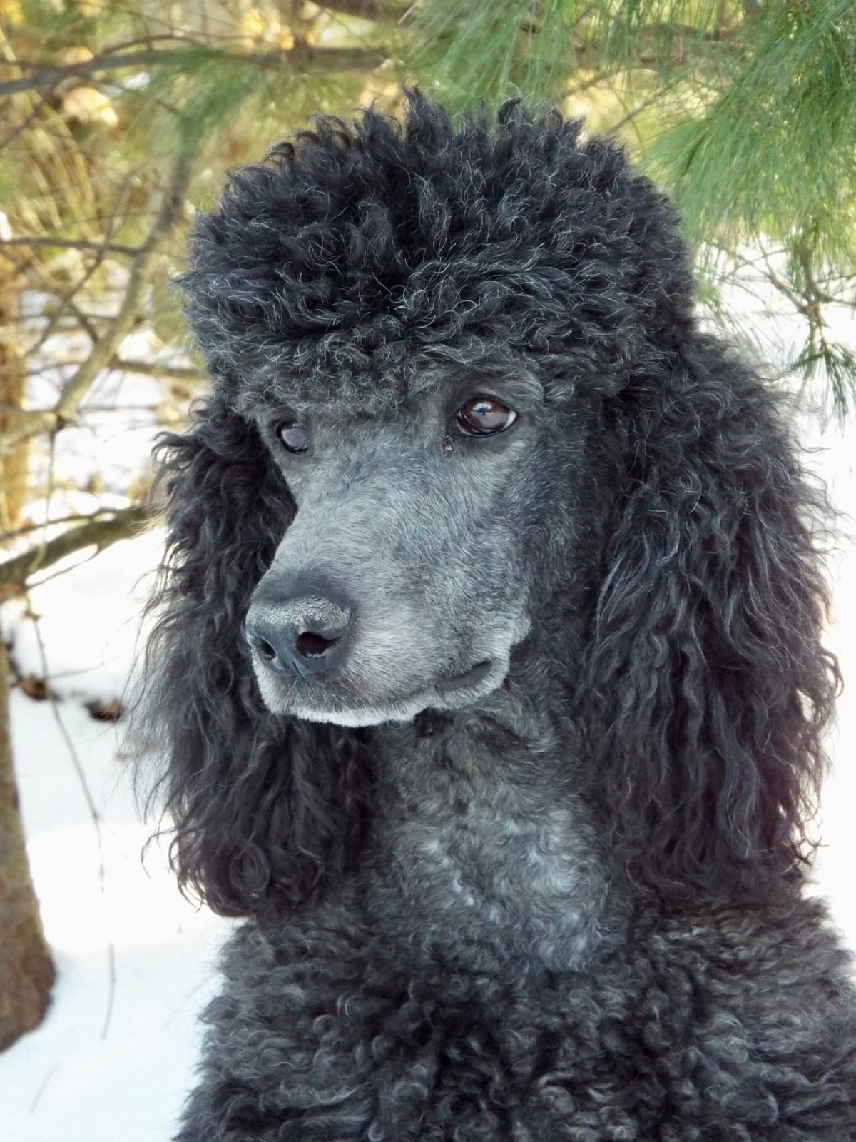 Poodle Puppies breeder image 4