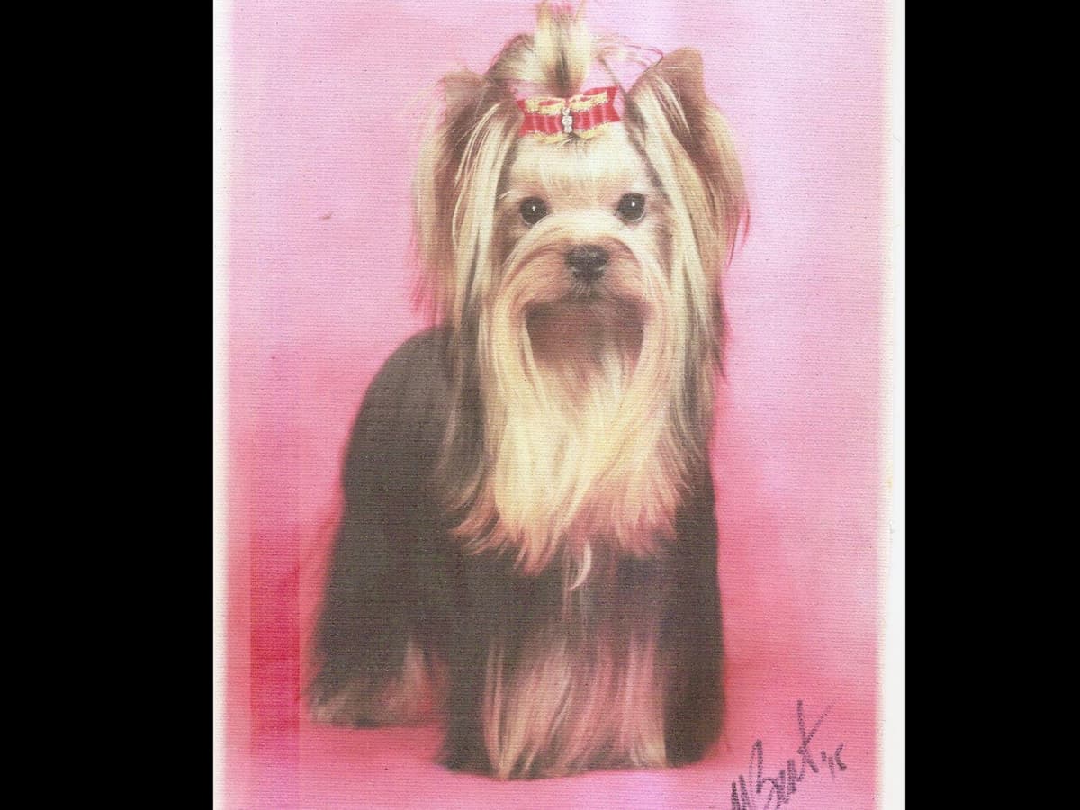 Yorkshire Terrier Puppies breeder image 5