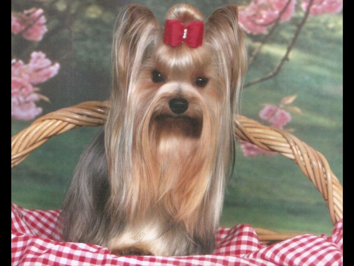 Yorkshire Terrier Puppies breeder image 2
