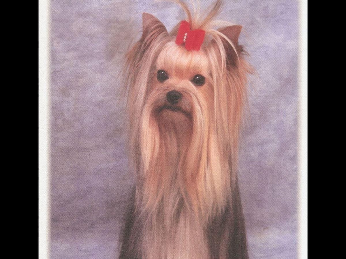 Yorkshire Terrier Puppies breeder image 6