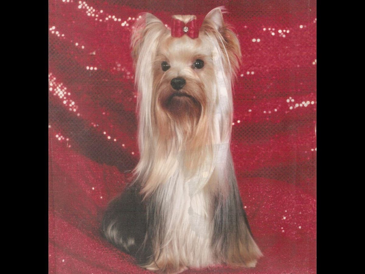 Yorkshire Terrier Puppies breeder image 7