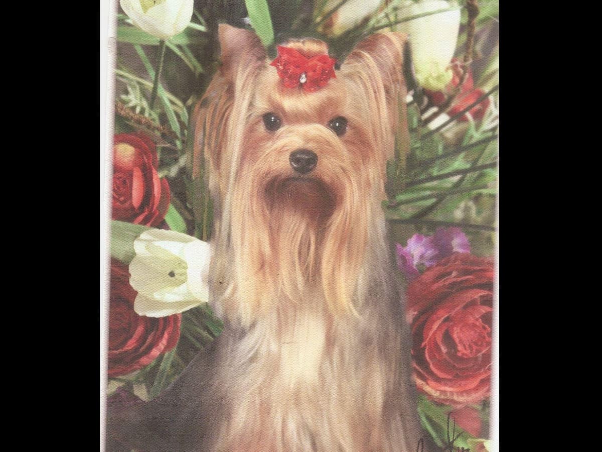 Yorkshire Terrier Puppies breeder image 8