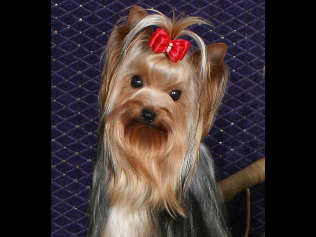 Yorkshire Terrier Puppies breeder image 9