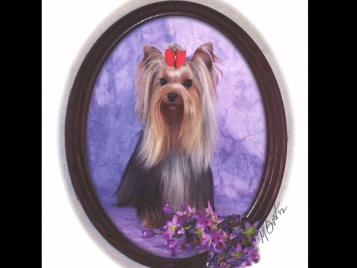 Yorkshire Terrier Puppies breeder image 12