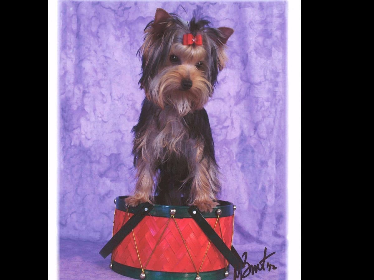 Yorkshire Terrier Puppies breeder image 13