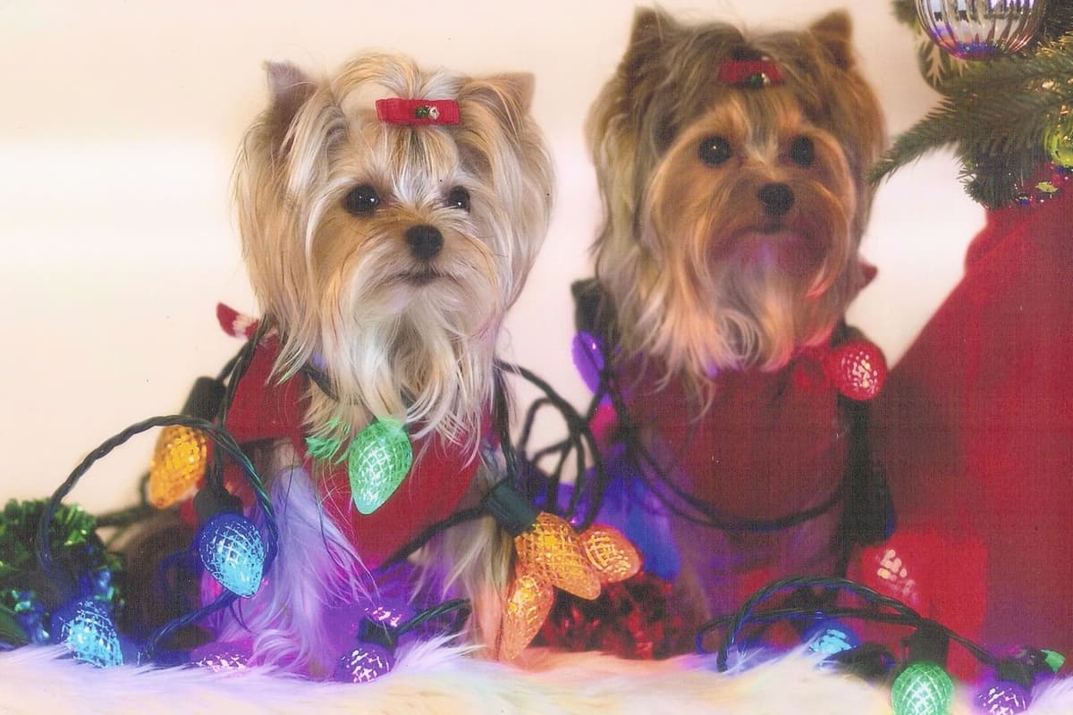 Yorkshire Terrier Puppies breeder image 4