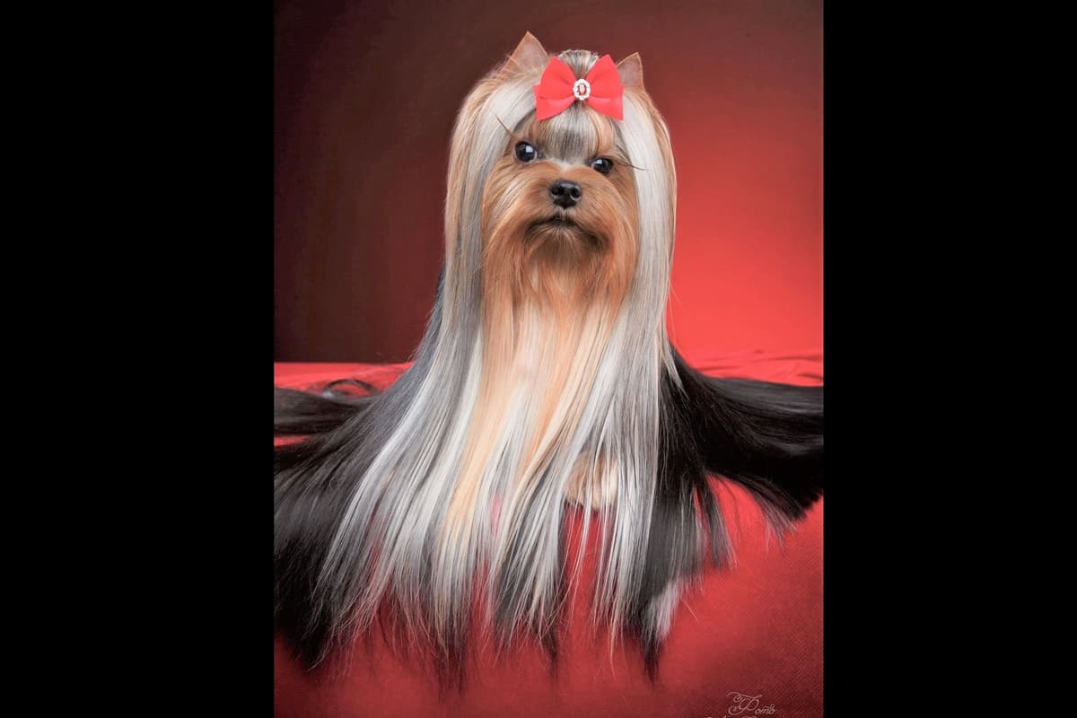 Yorkshire Terrier Puppies breeder image 14