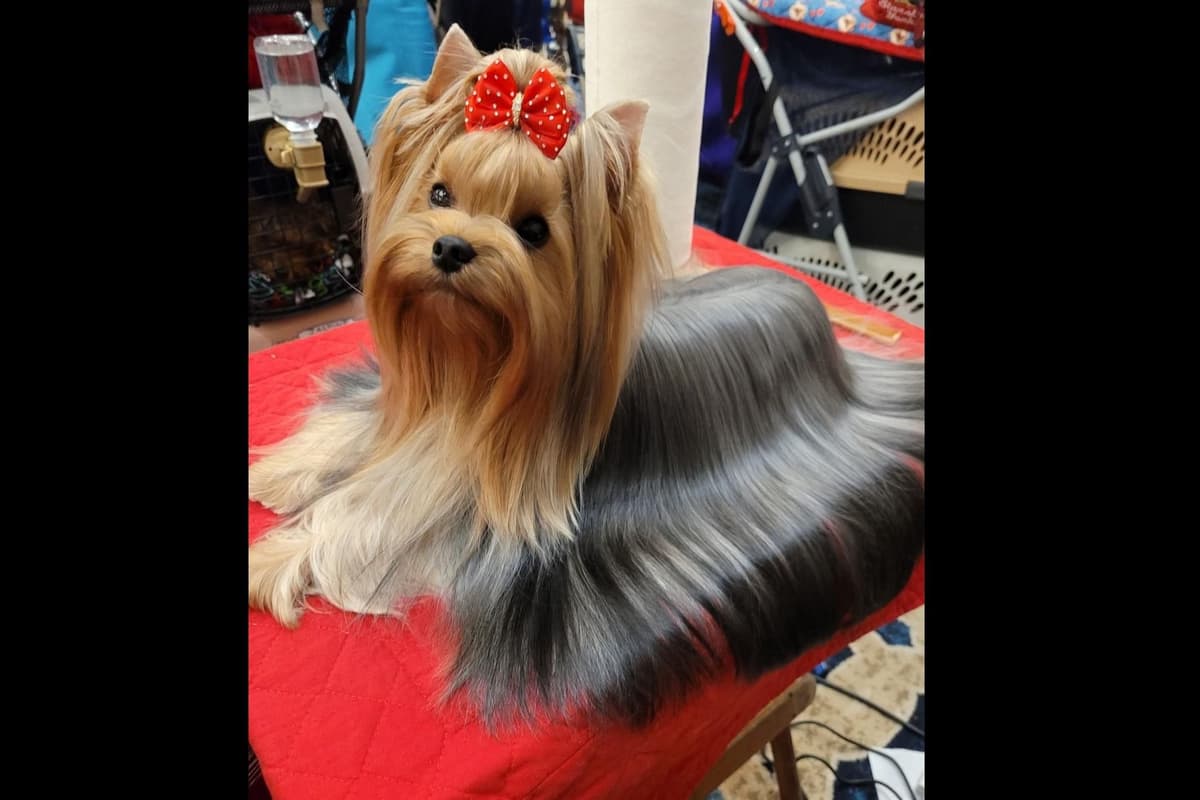 Yorkshire Terrier Puppies breeder image 1