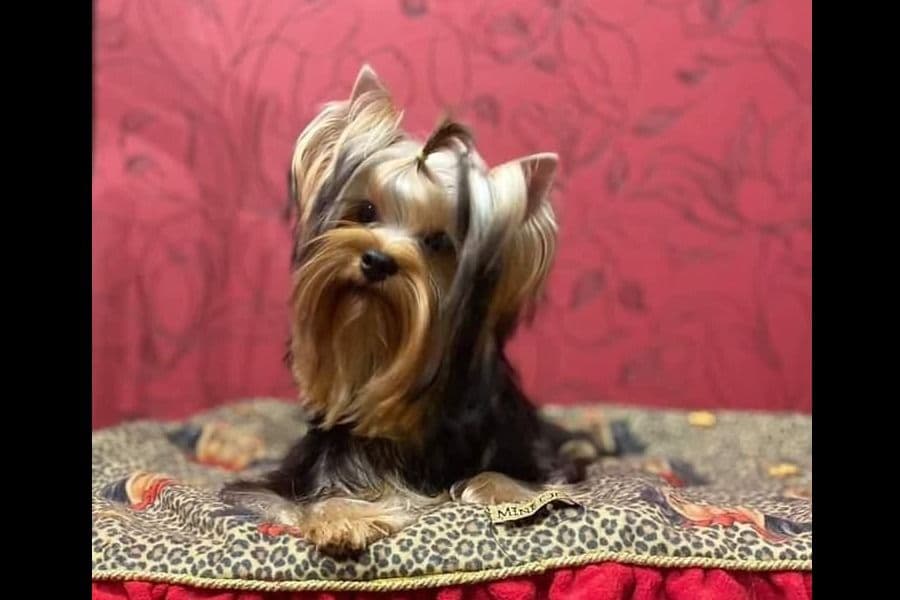 Yorkshire Terrier Puppies breeder image 16