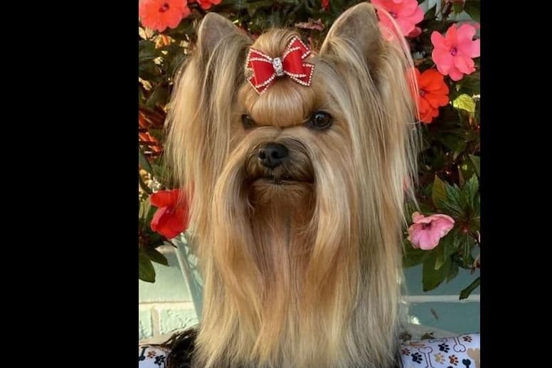 Yorkshire Terrier Puppies breeder image 17