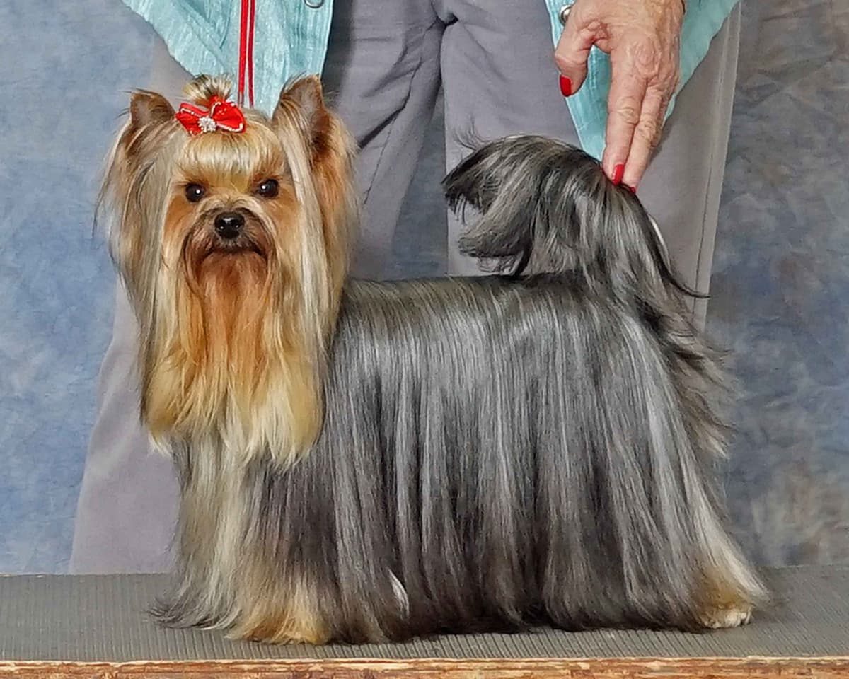 Yorkshire Terrier Puppies breeder image 18