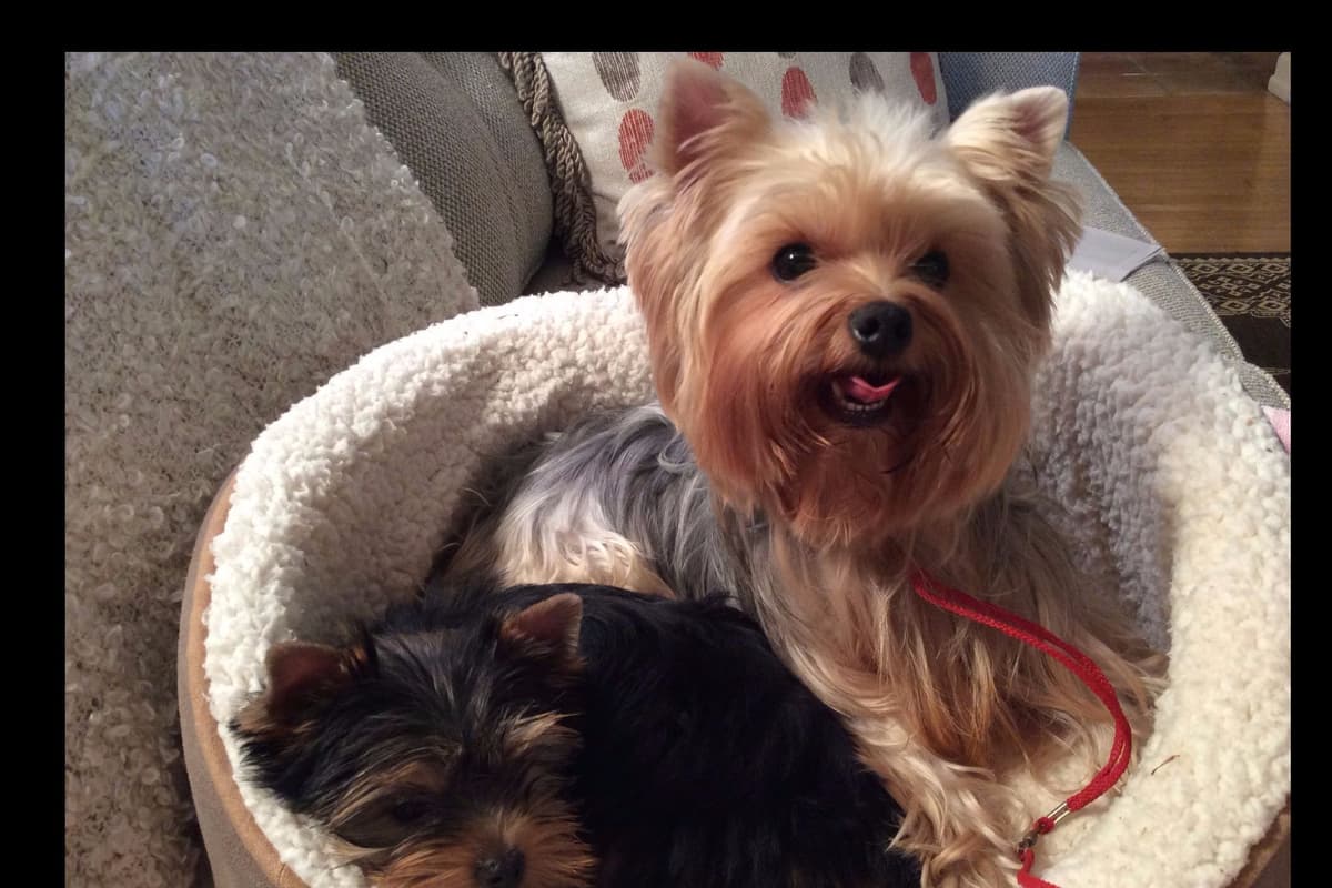 Yorkshire Terrier Puppies breeder image 20