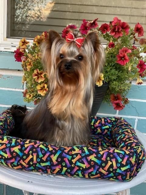 Yorkshire Terrier Puppies breeder image 21