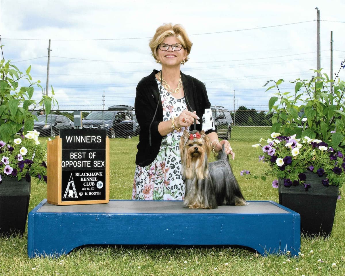 Yorkshire Terrier Puppies breeder image 22