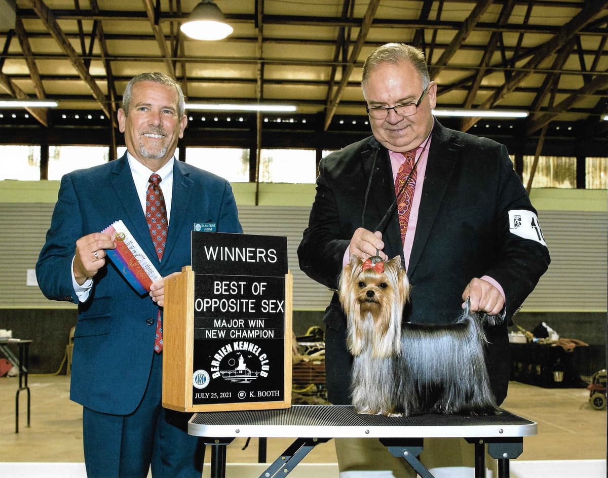Yorkshire Terrier Puppies breeder image 23