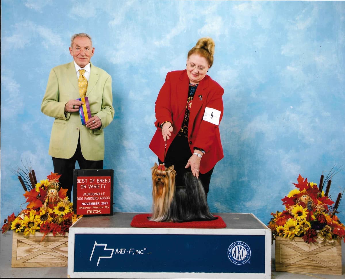 Yorkshire Terrier Puppies breeder image 24