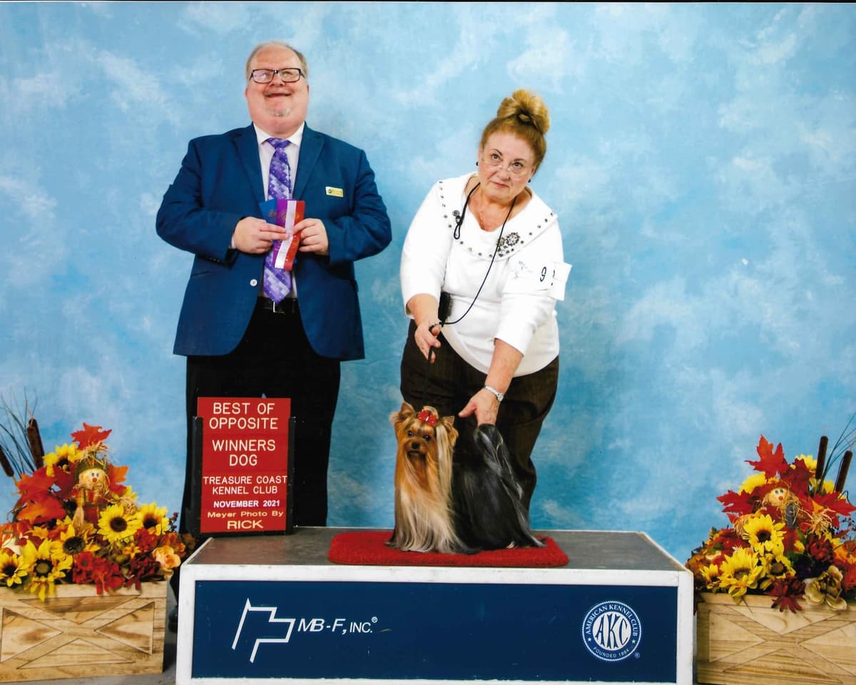 Yorkshire Terrier Puppies breeder image 25
