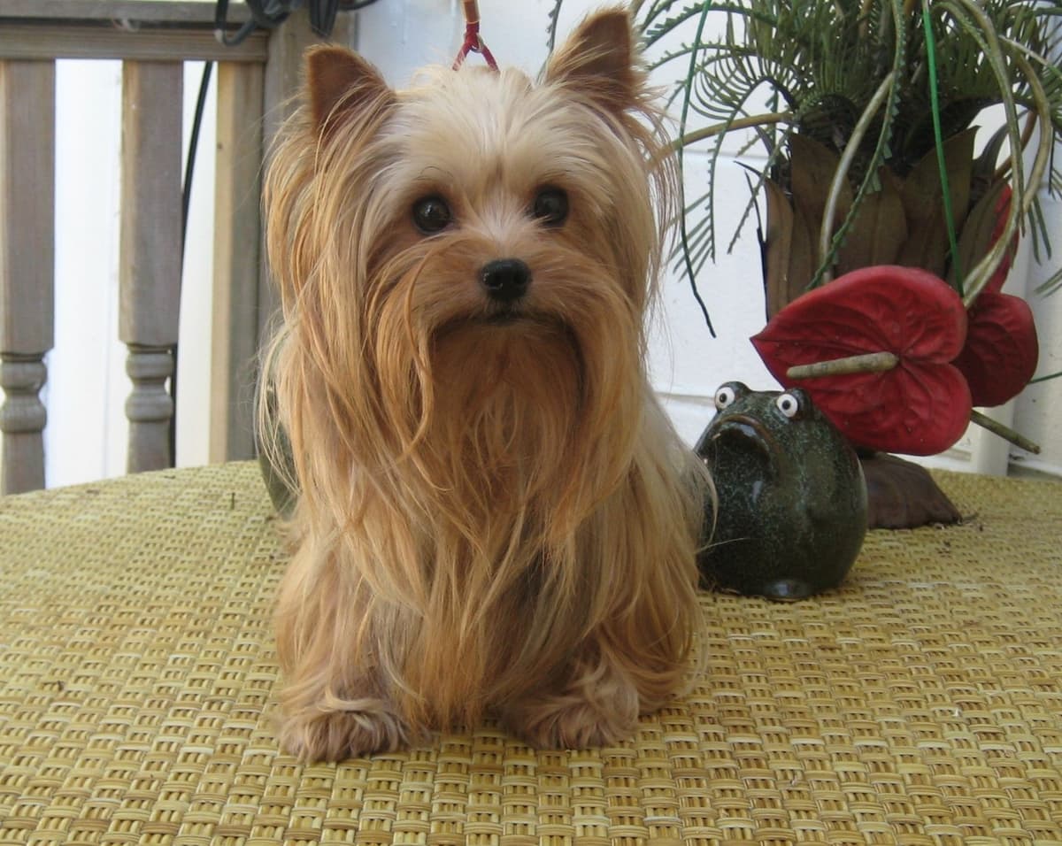 Yorkshire Terrier Puppies breeder image 26