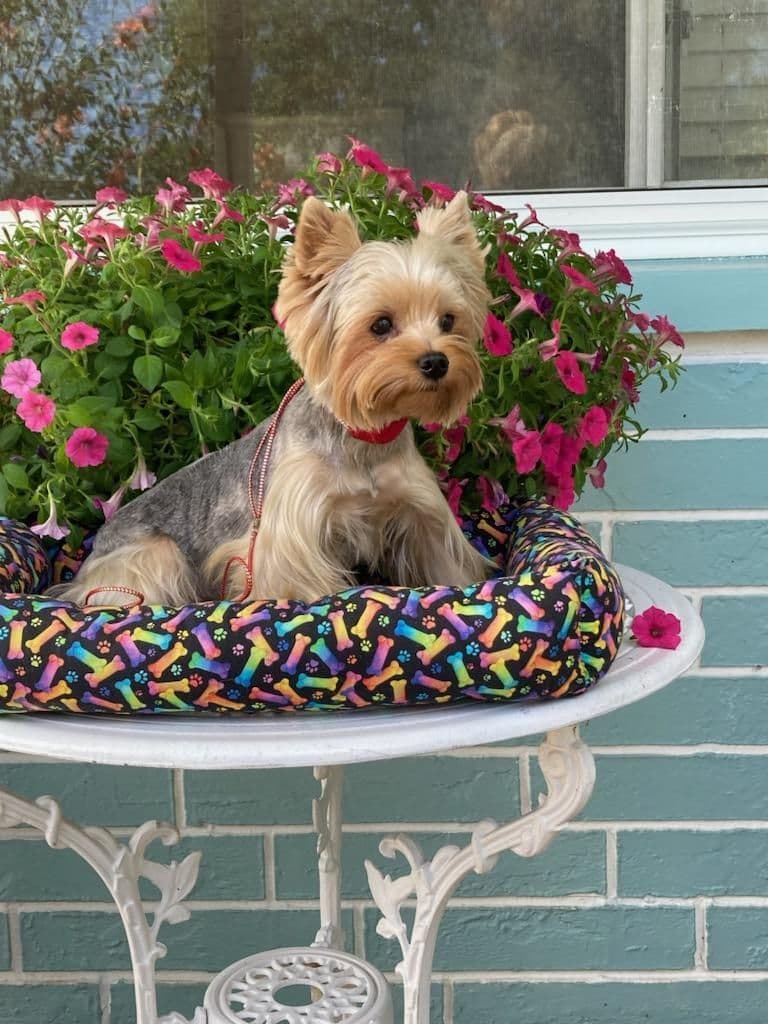 Yorkshire Terrier Puppies breeder image 27