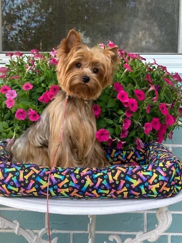 Yorkshire Terrier Puppies breeder image 28
