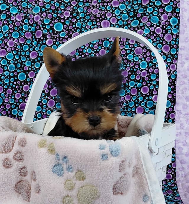 Yorkshire Terrier Puppies media 2