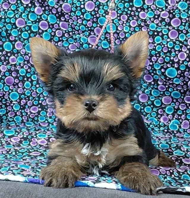 Yorkshire Terrier Puppies media 3