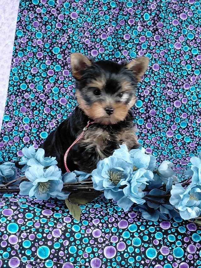 Yorkshire Terrier Puppies media 2
