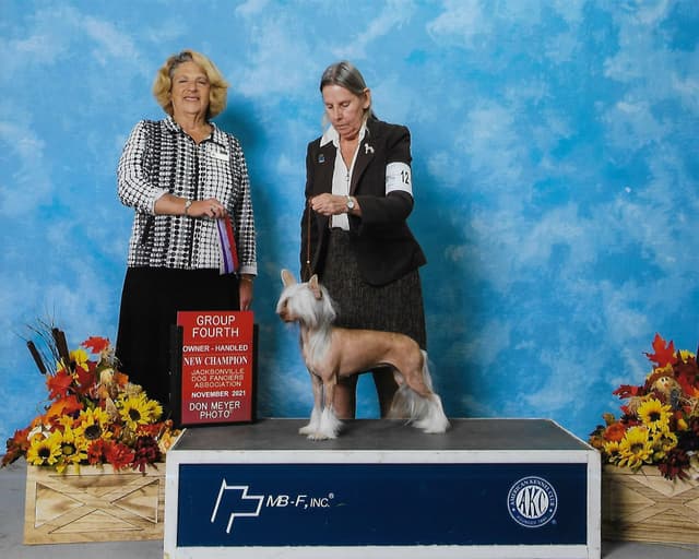 Chinese Crested Puppies media 2