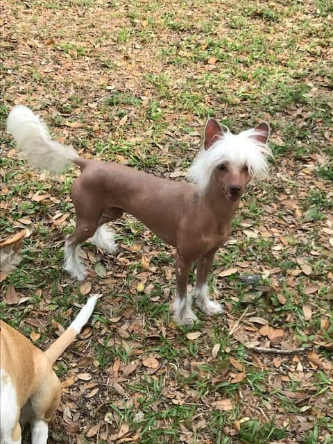 Chinese Crested Puppies media 3